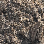 Mushroom Soil